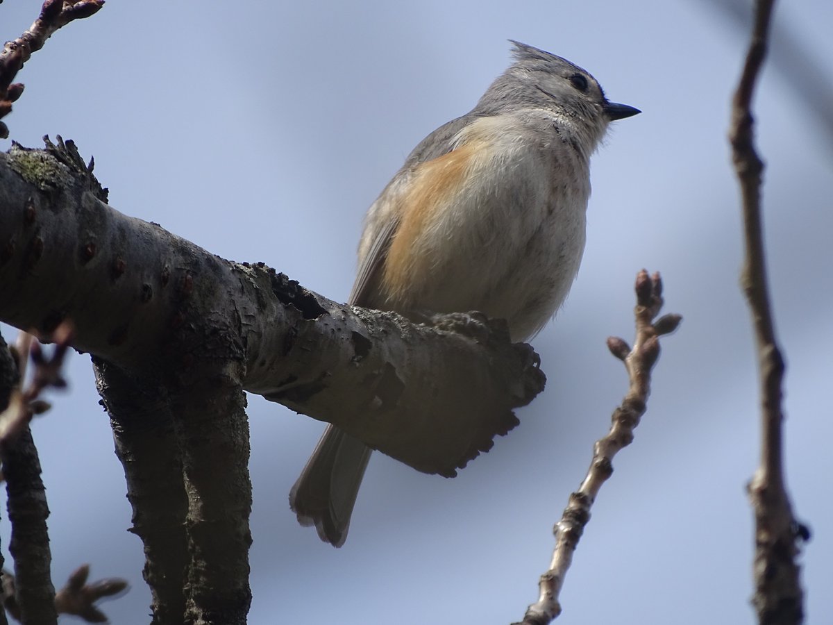 Jamiejhagen's tweet photo. Tufted titmouse in the @BrooklynBotanic today. #BirdsofBrooklyn https://t.co/lrQcZH3AxX