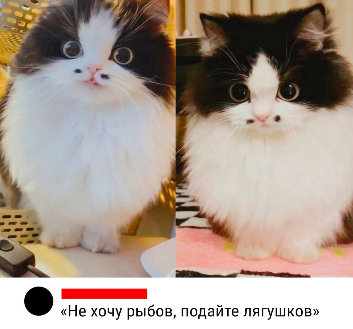 Кот татарин