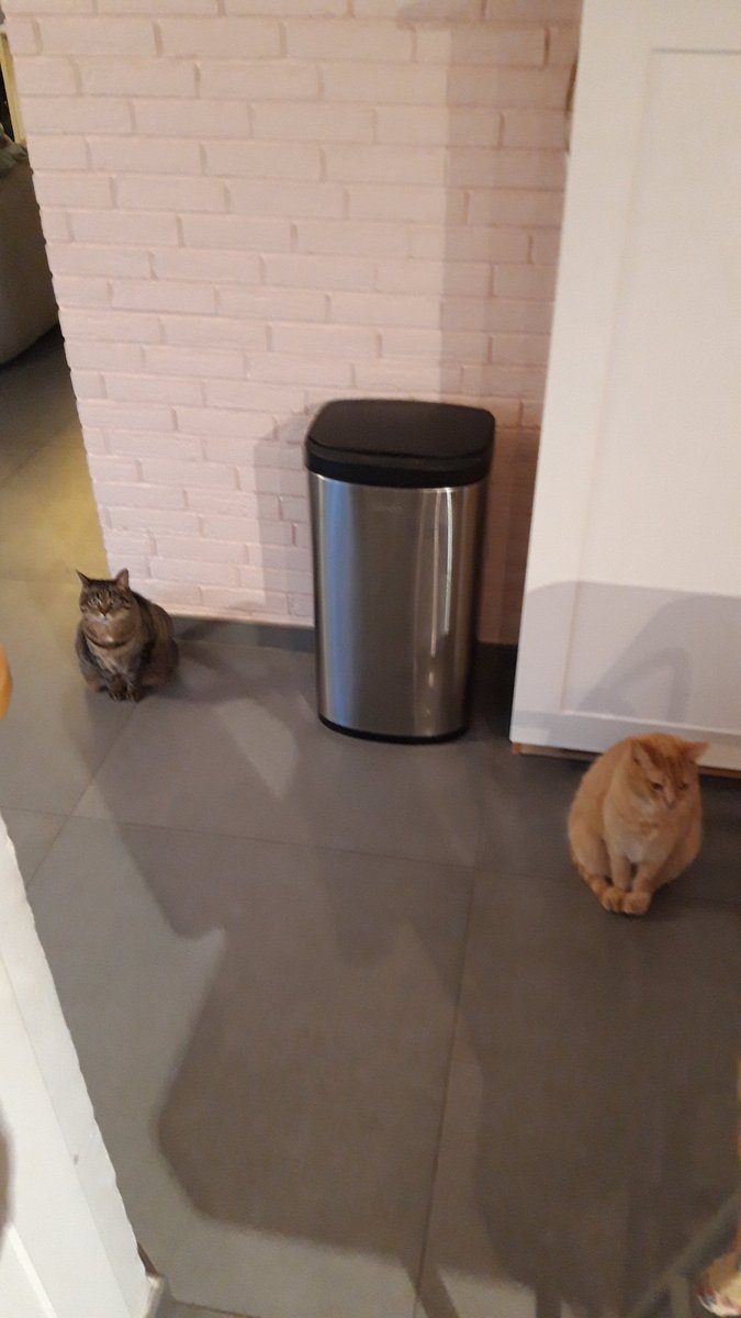 19h00 quand tes chats ont 1 message à te transmettre
#croquettes