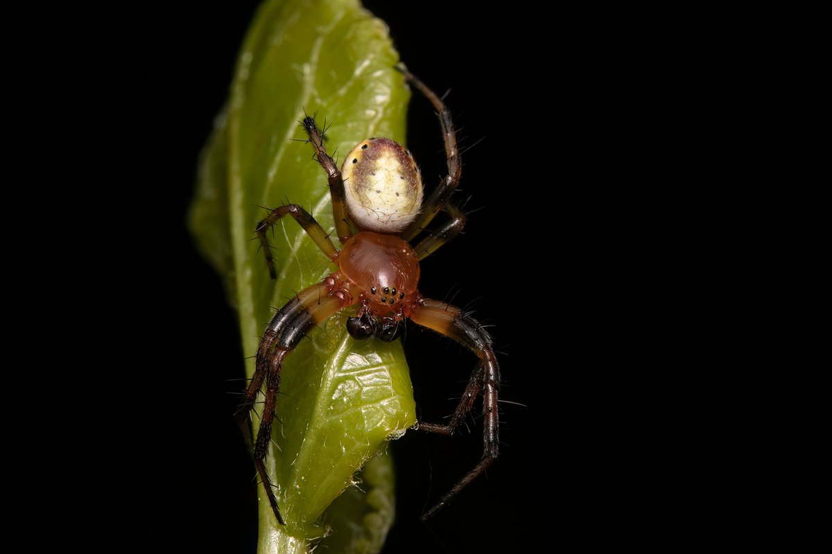 SB_PhotoStyle's tweet photo. #macrophoto #macrophotos #photomacro #insects #macroworld  #macrophotographer #macroaddict #macro_world #naturelovers #naturelover #naturephotography #macrolove #macro_love #biodiversity #macrophotography #macro #macronature #entomology #arthropods #arthropod #spider #spiderphoto https://t.co/iUK175KczP
