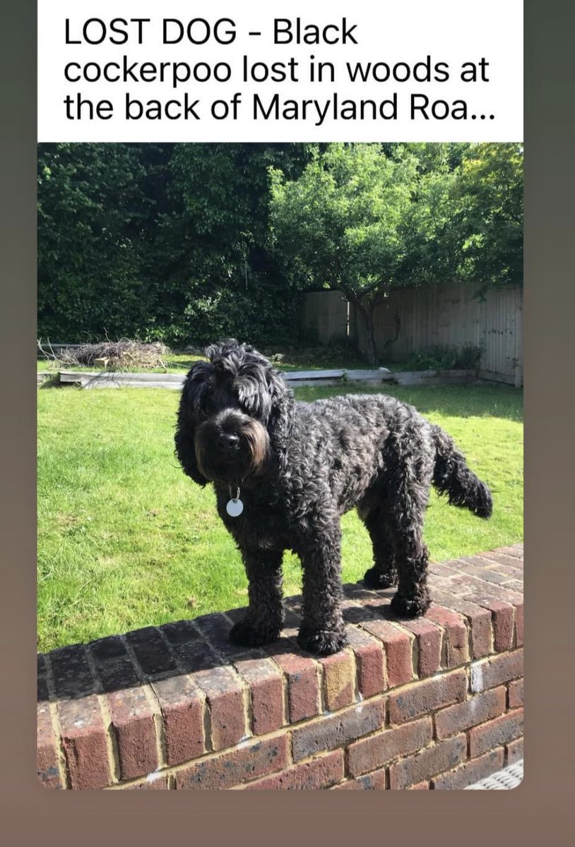 jonhedge's tweet photo. Luther is still missing, if you have tweeter friends in #wadhurst #lamberhurst #coulseywood #matfield #brenchly #frant #lostdog #tunbridgewells #bellsyewgreen #pembury would appreciate #tag & RT 👀 for Black Cockerpoo missing since Sunday - he’s tagged. https://t.co/Hqk7MbyE14