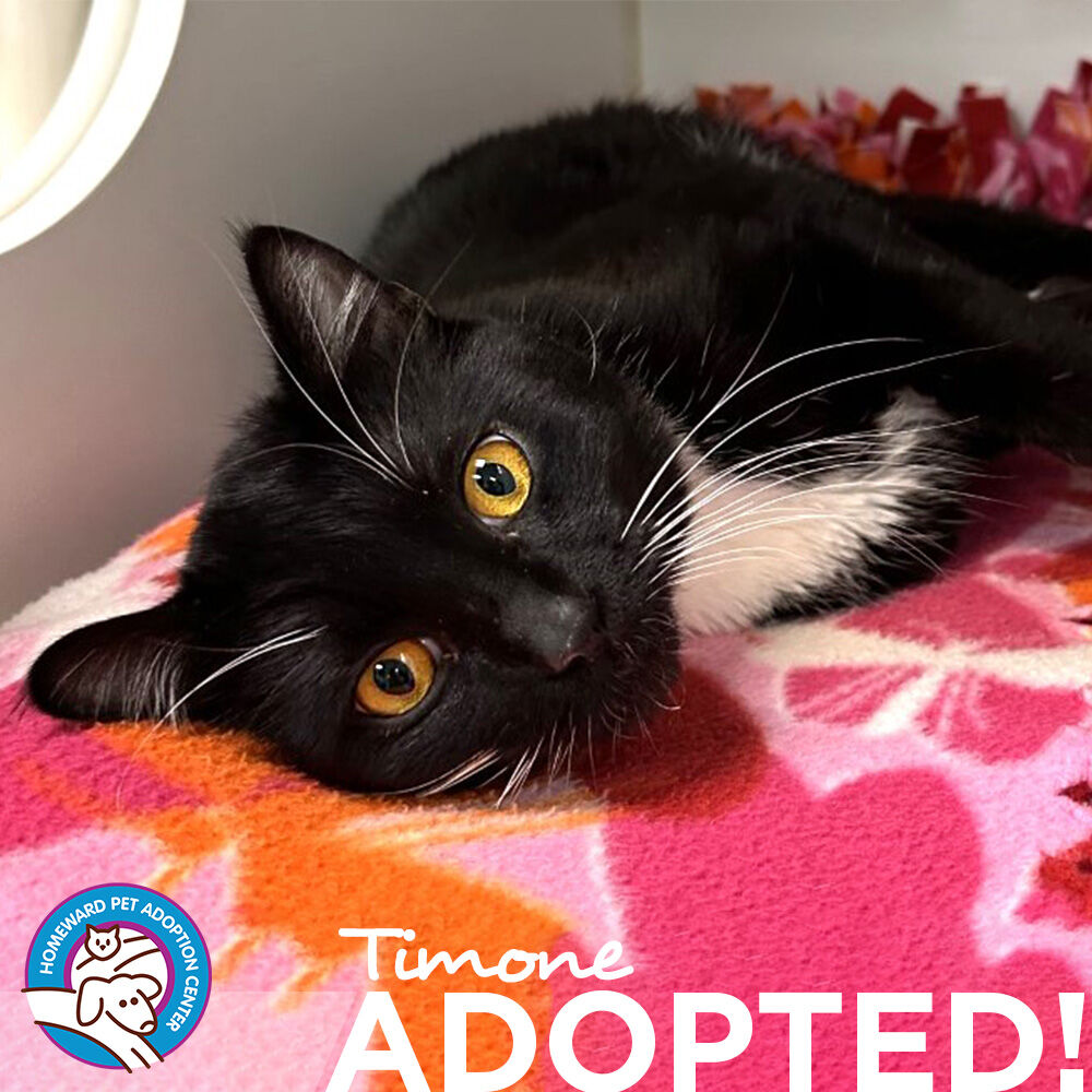 Time for a celebration!
Last week 13 animals went home with their new families! Including 7 cats, 2 puppies, and 4 dogs.

Let's give an extra woof woof for Tugboat's adoption and all the people that helped keep him happy here and in foster over the last 9 months!