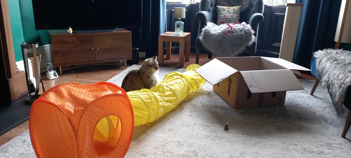 One of Wendy at PHG Whitley Bays' regulars... Baffi!  She is the most beautiful girl and loves to play "find the treat" when Wendy hides them for her! 🐾
