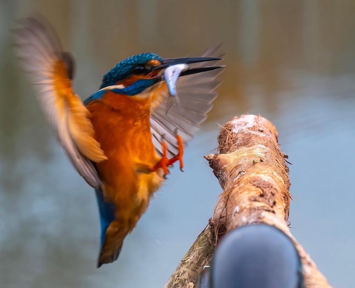 📷 Photo Of The Day - Another excellent nature photo taken on the cut by Grant Hebblewhite, AKA @narrowboat_ever_after on Instagram. Grant also has a YouTube channel which is worth a look - 'Narrowboat Ever After' on there too. 

#photooftheday #towpathtalk #canals #canalsandrive