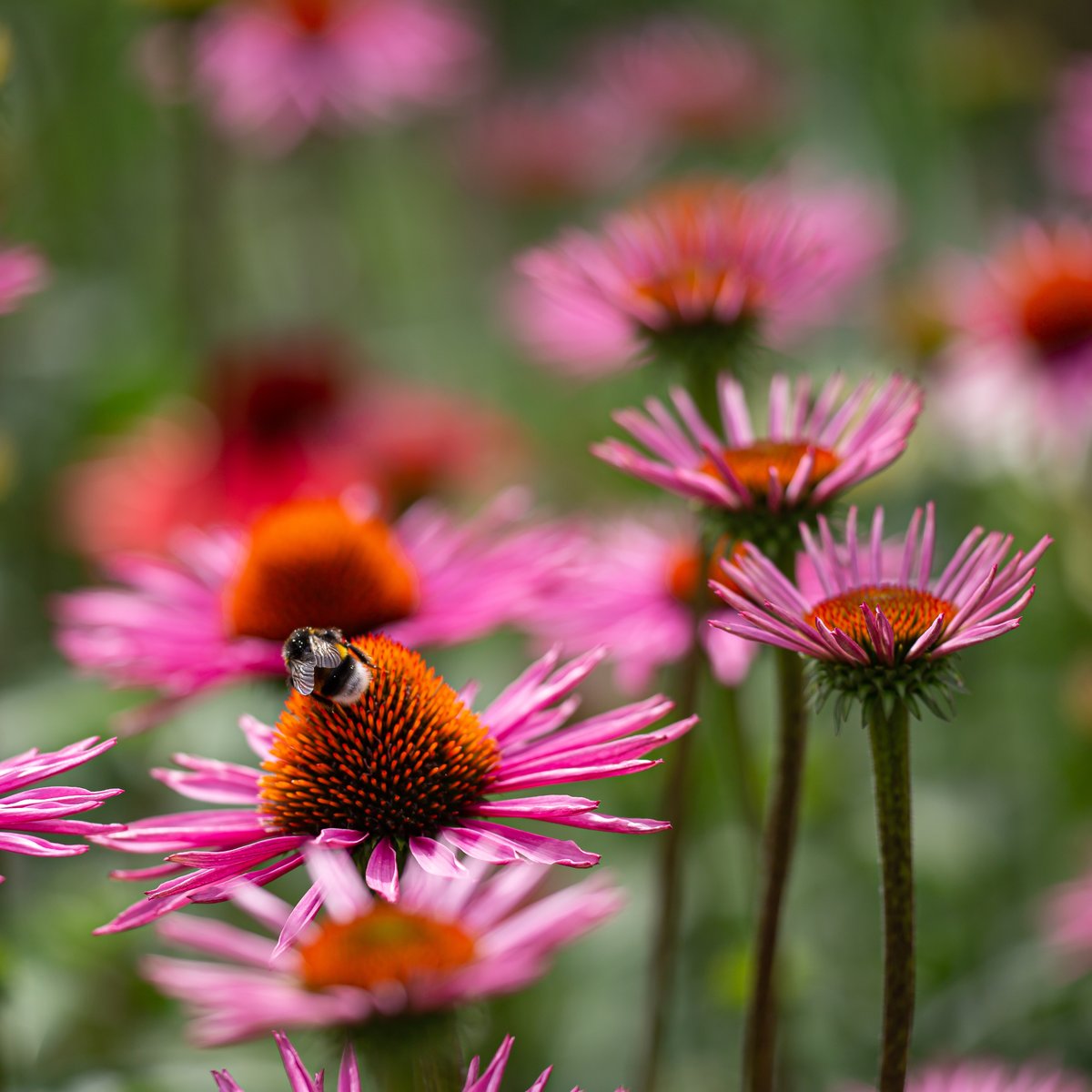 CityofCoppell's tweet photo. Have you started your spring planting yet? Hereβs a #WaterSmartWednesday tip: go native! Plants like purple coneflower thrive in the Texas heat, look beautiful, and require far less water than non-native varieties. Search the plant database at https://t.co/PPFbRqTcRT for more. https://t.co/pz8zwCTVlJ