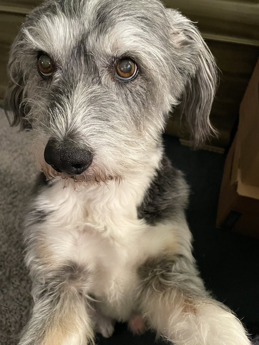 EMDUB21's tweet image. Mom spends a lot of time on hold at work &amp;amp; Rue is so patient, but this face! It’s as if he feels her pain. This song again?! 🙄#DogsWorkRemotelyToo #SupportDog #DogsOnTwitter