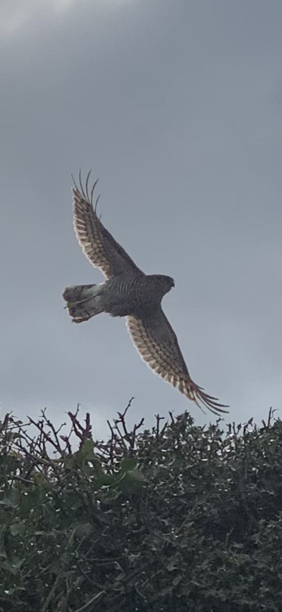 mattypreece's tweet photo. @IoloWilliams2 any idea what this is ? It looked to big to be a sparrow hawk ? https://t.co/WIQrabCNFv