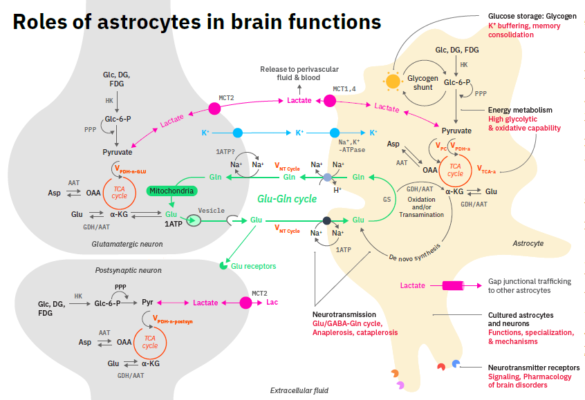 The contribution of Leif Hertz to brain energy metabolism was massive and highly influential. 
Read about what he did and what remains to be done.
doi.org/10.1111/jnc.15…