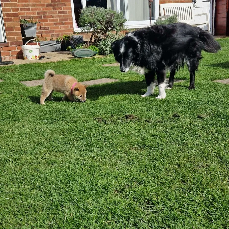 Expensive day. Young Shiba Inu meets old Border Collie.