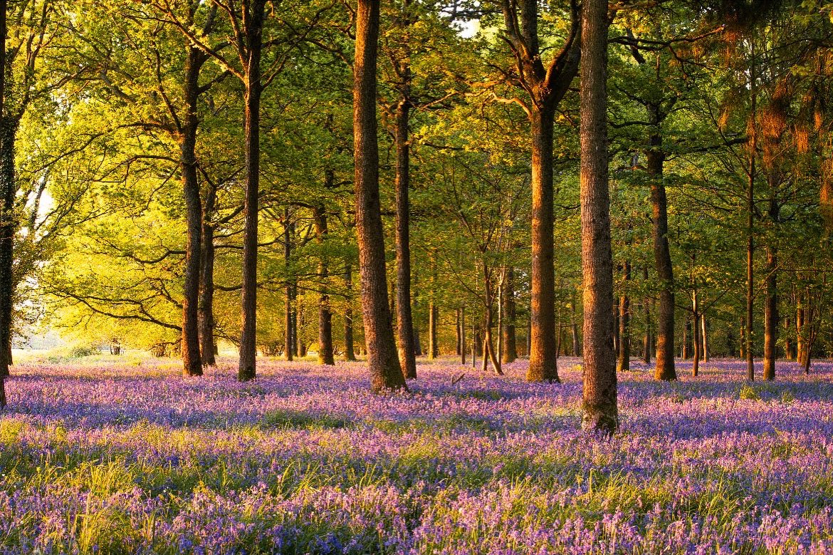 Bluebell woods Dorset