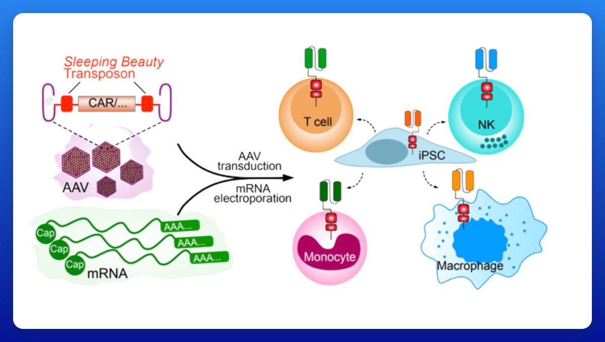 ElliotHershberg's tweet photo. More immune engineering 🧬

A new system called MAJESTIC has a lot of moving parts.

An AAV delivers a transposon with a gene-of-interest. Simultaneously, an mRNA is added that encodes a transposase, leading to permanent genomic integration of the AAV cargo. https://t.co/pflfN1BhHK