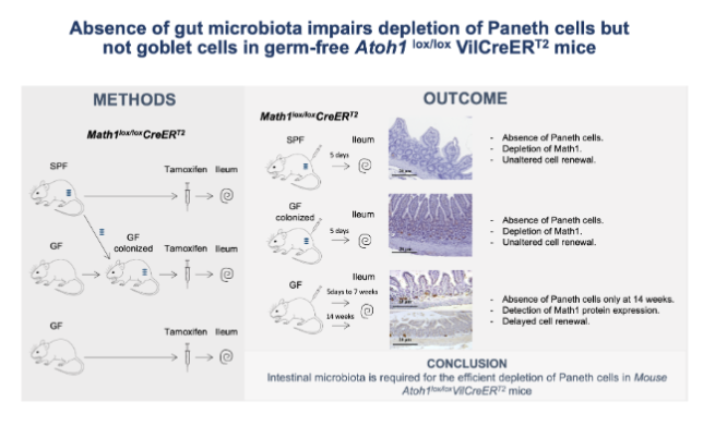 APSPublications's tweet image. Absence of #gut #microbiota impairs depletion of Paneth cells but not goblet cells in germ-free #Atoh1(lox/lox) VilCreER(T2) mice (Hassan et al.) - new in @ajpgi 

ow.ly/txr850Np2RX

@SheidaMRad #PanethCells #Germ-Free