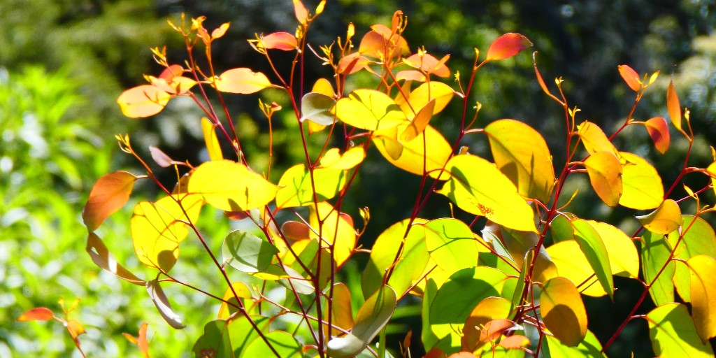 It's #NationalEucalyptDay! 
This day aims to raise awareness of the role eucalypts play as part of Australian ecosystems. They provide shelter, refuge and food to local fauna. Did you know there are over 900 different eucalypt species in Australia’s native forests? 

#GrowingHope