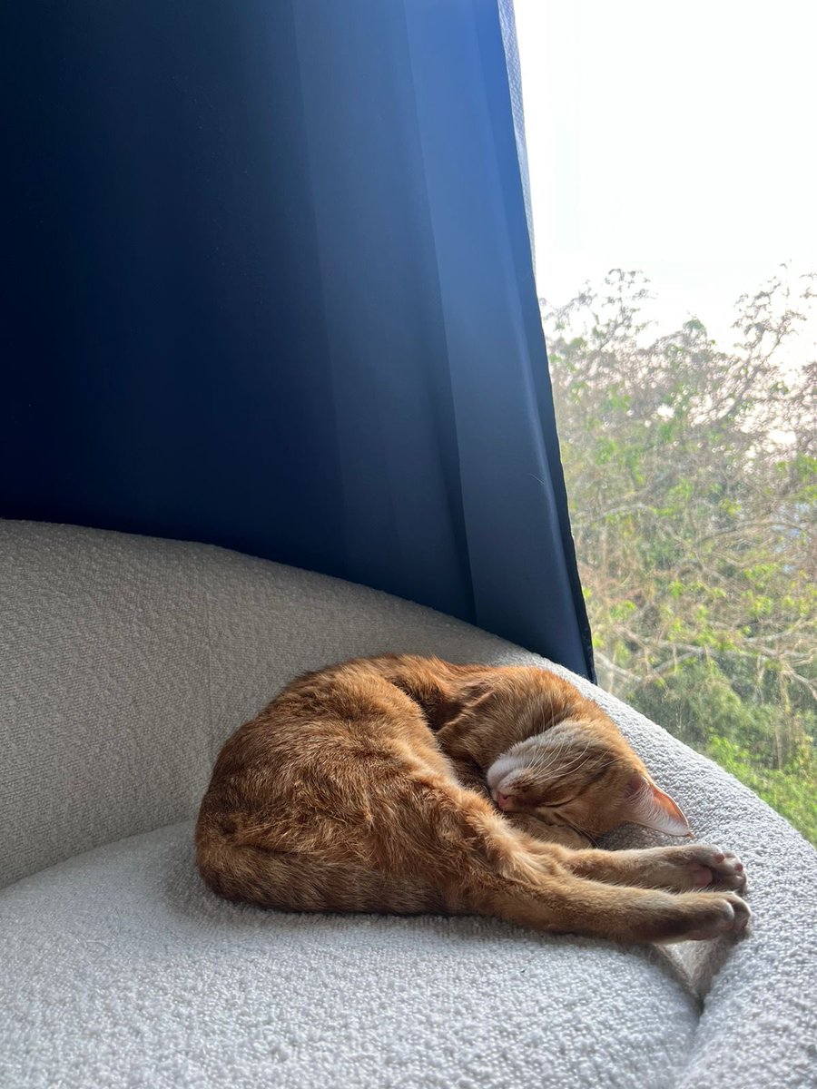 ColindresCat's tweet image. Hora de mimir 🐈