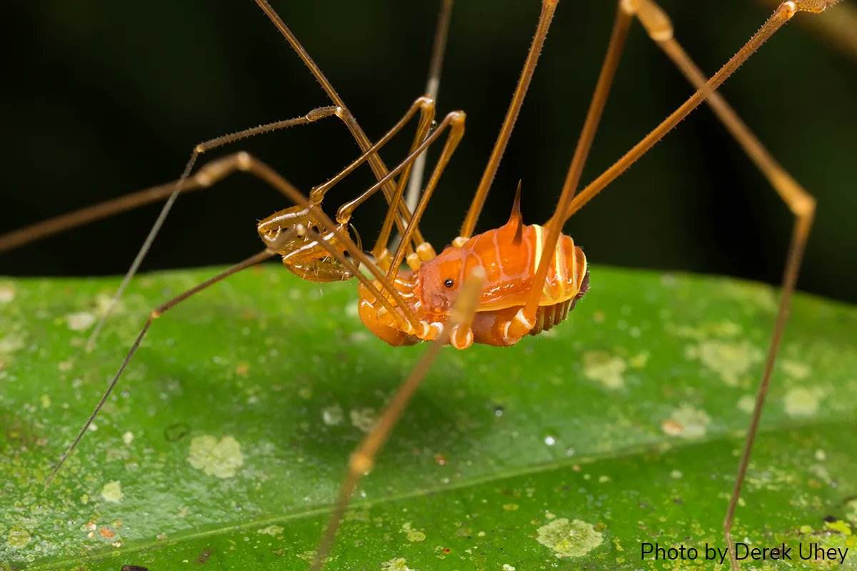 EntsocAmerica's tweet photo. Arthropod Photo of the Week: March 22, 2023
Stygnid harvestman
Unknown species
Opiliones: Stygnidae
By Derek Uhey
Arizona, USA
#arthropodPOTW https://t.co/i5s5GyDx19