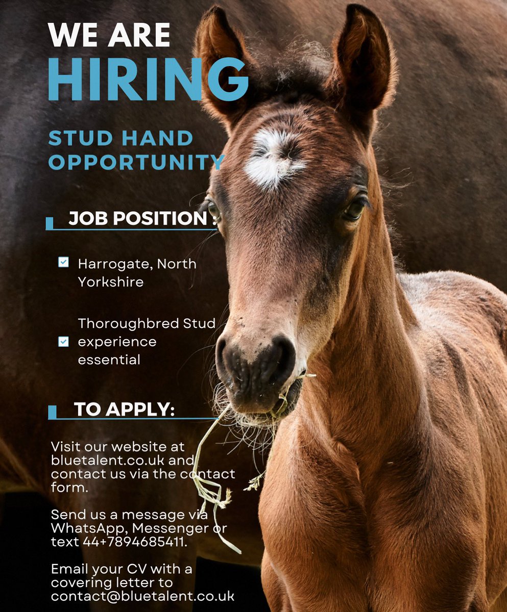 kat_tuton's tweet photo. 🔷 Are you competent handling high value Thoroughbred mares, foals and young stock? 
🔷 Enjoy working in a fast paced, busy environment and being part of a team? 
🔷 Contact us for more info ℹ️ #thoroughbred #studhand #opportunity #horseracing #nationalstud #yorkshire #Job https://t.co/nBcOqFXox3