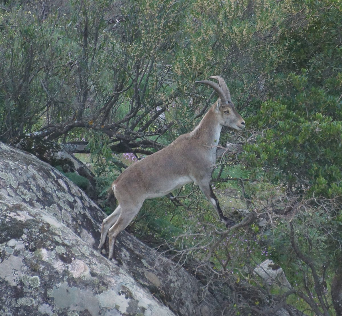 Stuart Marsden (@smarsdenmmu) on Twitter photo Wonderful few days in Sierra de Andujar with <a href="/bearprintdesign/">BEAR PRINT design 🌍💙🇺🇦🇵🇸</a>. Incredibly close views of Iberian #Lynx and plenty more #cat Wonderful few days in Sierra de Andujar with <a href="/bearprintdesign/">BEAR PRINT design 🌍💙🇺🇦🇵🇸</a>. Incredibly close views of Iberian #Lynx and plenty more #cat