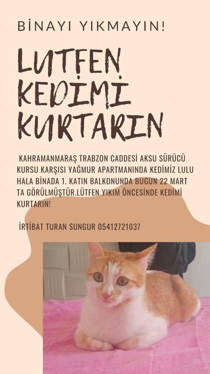 1yasarercan's tweet image. 📢 Kahramanmaraş’ta yıkılacak olan binalardaki evcil hayvanları kurtarmalıyız. Lütfen destek olun, bu güzel kediciği kurtaralım. #Kahramanmaraş 

@ahbap @haluklevent @DepremDairesi @AFADBaskanlik @buyuksehirkm @TCkahramanmaras