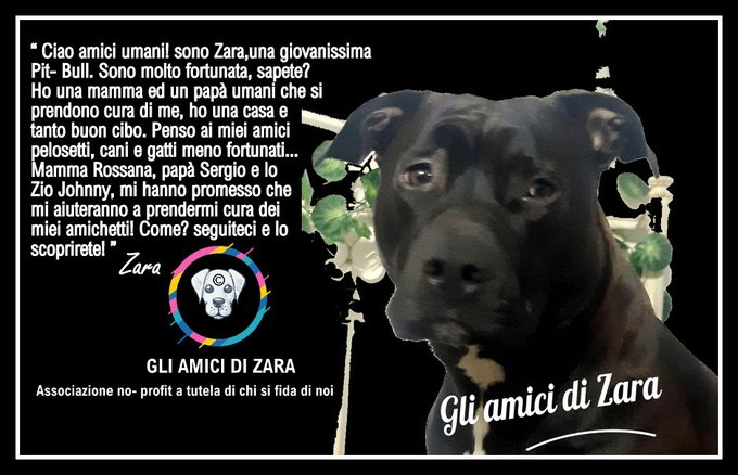 AMICI CHE AMATE I PELOSETTI:  Un progetto che parla d'amore per gli amici pelosetti! NO - PROFIT, non