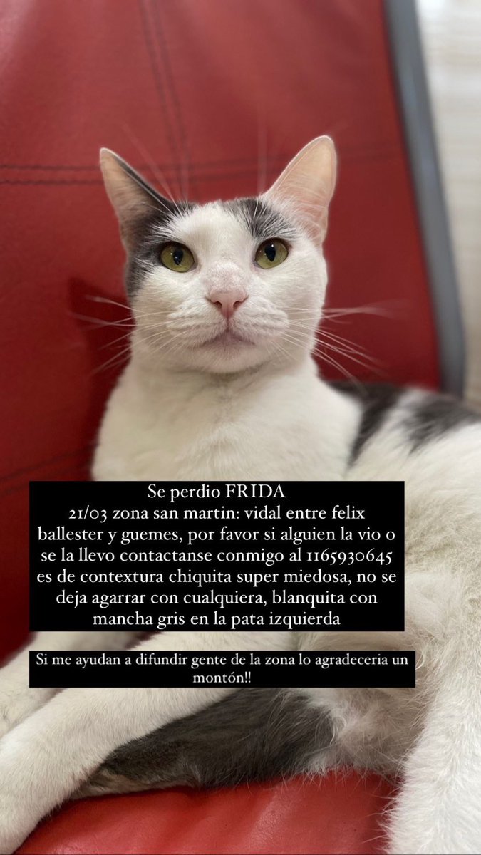 micardoner's tweet photo. FRIDA NO APARECE, esta castrada, es muy asustadiza, nunca salio a calle, creo que se la llevaron desde mi jardin que da a la calle, necesito que por favor si la tenes o la viste por algun lado te contactes conmigo! ZONA SAN MARTIN, VIDAL ENTRE FELIX BALLESTER Y GUEMES. https://t.co/RwUueN63pH