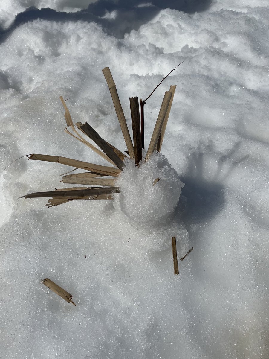 Celebrating #WorldWaterDay -Vermont style! A day full of snow sculptures, shadows, and sunshine too! #ECO #ThisisUES #firstgrademagic #mrpsvt ⁦@CMwriter4kids⁩ ⁦<a href="/ZeilengaJillian/">Jillian Zeilenga</a>⁩ ⁦<a href="/NBNC_VT/">NBNC</a>⁩ ⁦<a href="/EcologySchoolME/">The Ecology School</a>⁩ ⁦<a href="/BareaKatie/">Katie Barea</a>⁩
