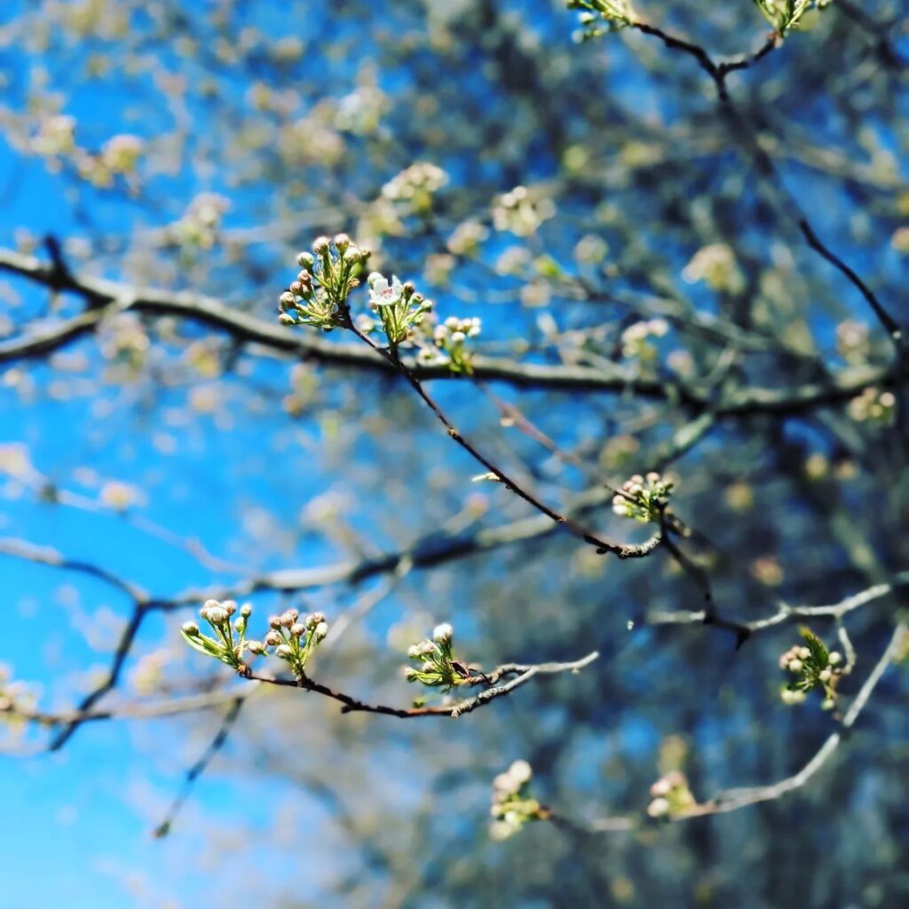 A friend of mine introduced me to a new Lenten practice this year.
It was to pick a tree and watch it through Lent.
I wasn't committed enough to pick one tree, but her prompting has caused me to pay more attention all the trees around.

I've been fascina… instagr.am/p/CqGjLR5ukgy/