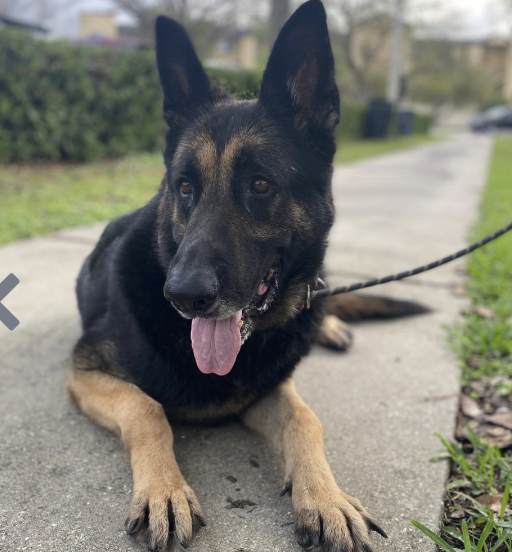 OrsettiGia's tweet photo. Looking for an adult dog? Meet Gerald. He is an 103 lb German shepherd male with lots of love to give. Give him and other animals a visit at @HumaneTampaBay 
#HerlihyEME4390S23 https://t.co/Sm1biql21V