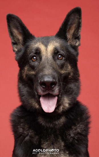 OrsettiGia's tweet photo. Looking for an adult dog? Meet Gerald. He is an 103 lb German shepherd male with lots of love to give. Give him and other animals a visit at @HumaneTampaBay 
#HerlihyEME4390S23 https://t.co/Sm1biql21V