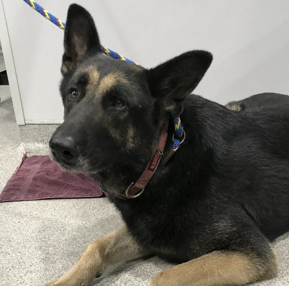 OrsettiGia's tweet photo. Looking for an adult dog? Meet Gerald. He is an 103 lb German shepherd male with lots of love to give. Give him and other animals a visit at @HumaneTampaBay 
#HerlihyEME4390S23 https://t.co/Sm1biql21V