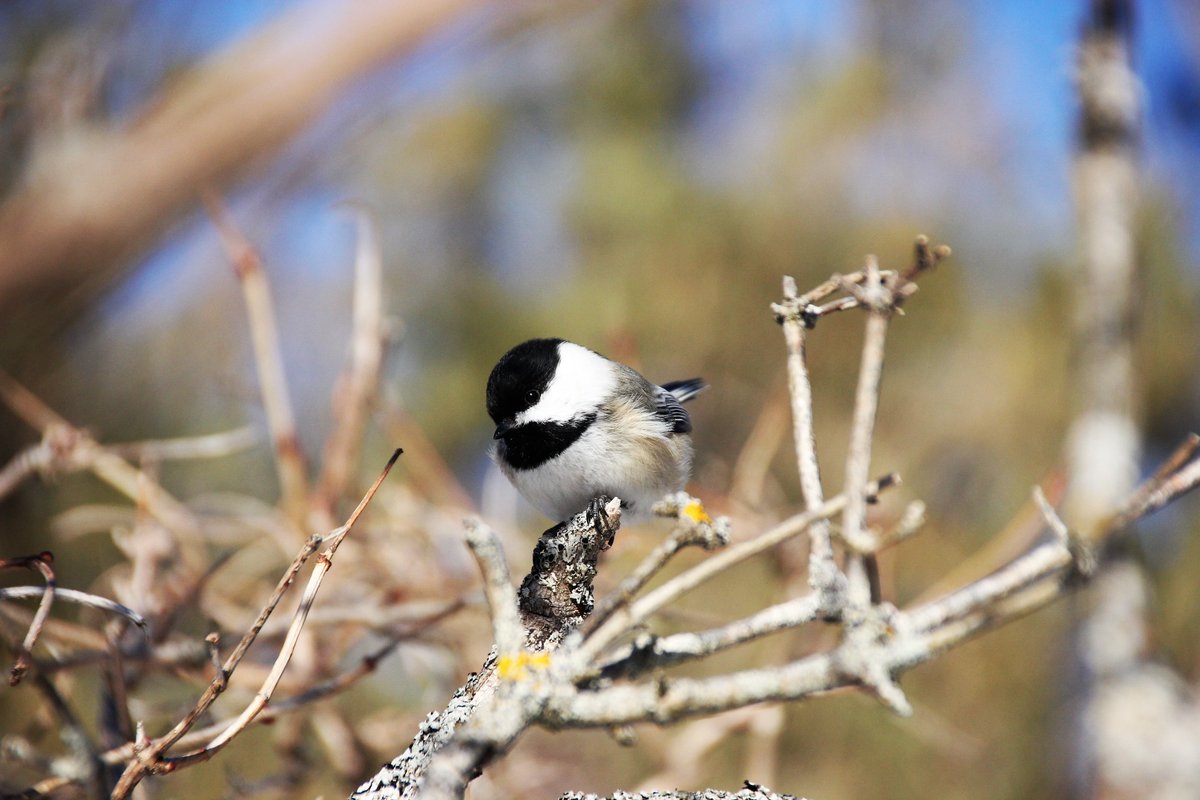 SourisWildlife's tweet photo. Beauties! Thank you to Wanda Bailey for sharing these great photos with us of Black-capped chickadees she spotted near Souris. Lovely wee birds!! β€οΈπ€π€
#Souris #PrinceEdwardIsland #BirdingOnPEI #GetOutdoors #SpringIsHere2023 #SpringtimeBirds https://t.co/CNdYlwkUHJ