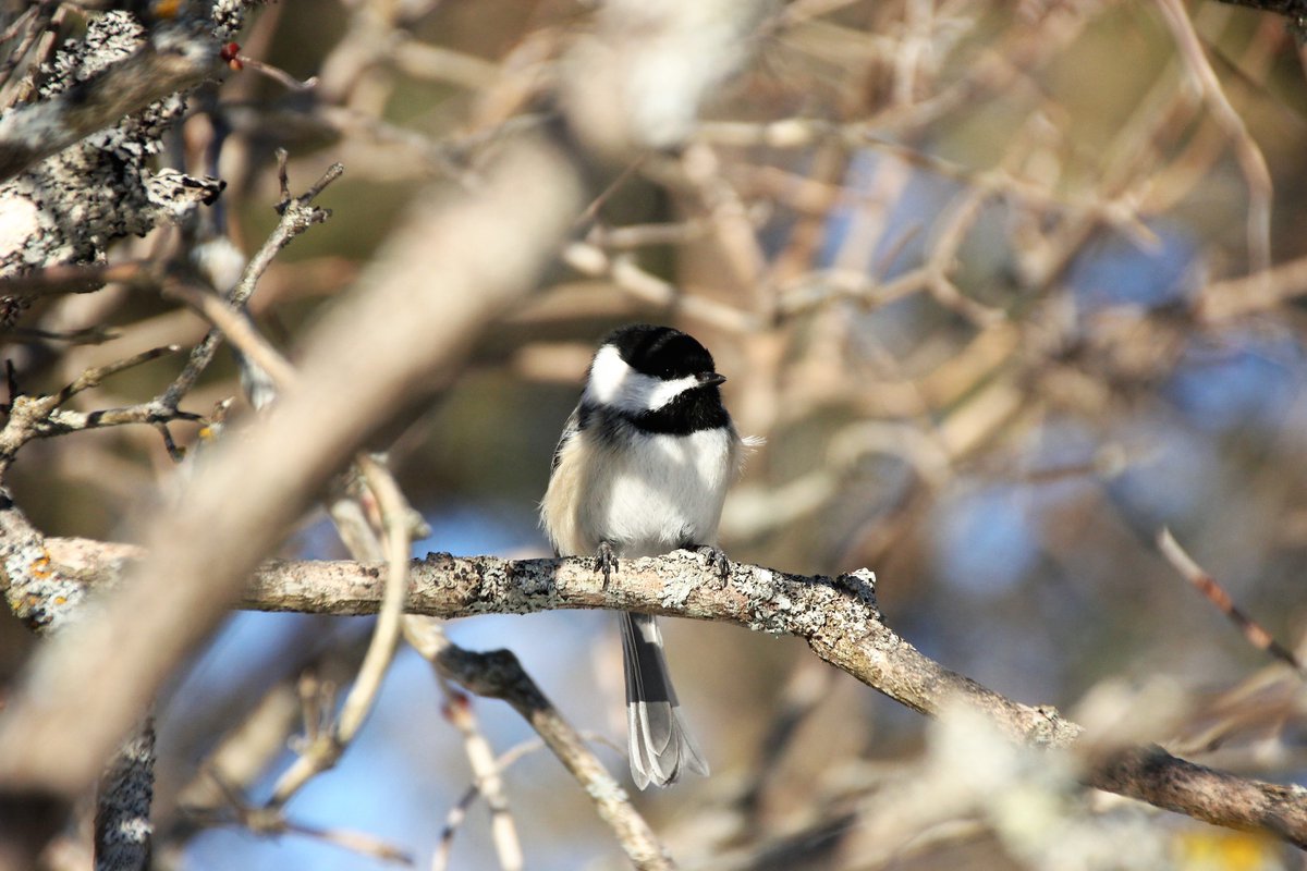 SourisWildlife's tweet photo. Beauties! Thank you to Wanda Bailey for sharing these great photos with us of Black-capped chickadees she spotted near Souris. Lovely wee birds!! β€οΈπ€π€
#Souris #PrinceEdwardIsland #BirdingOnPEI #GetOutdoors #SpringIsHere2023 #SpringtimeBirds https://t.co/CNdYlwkUHJ