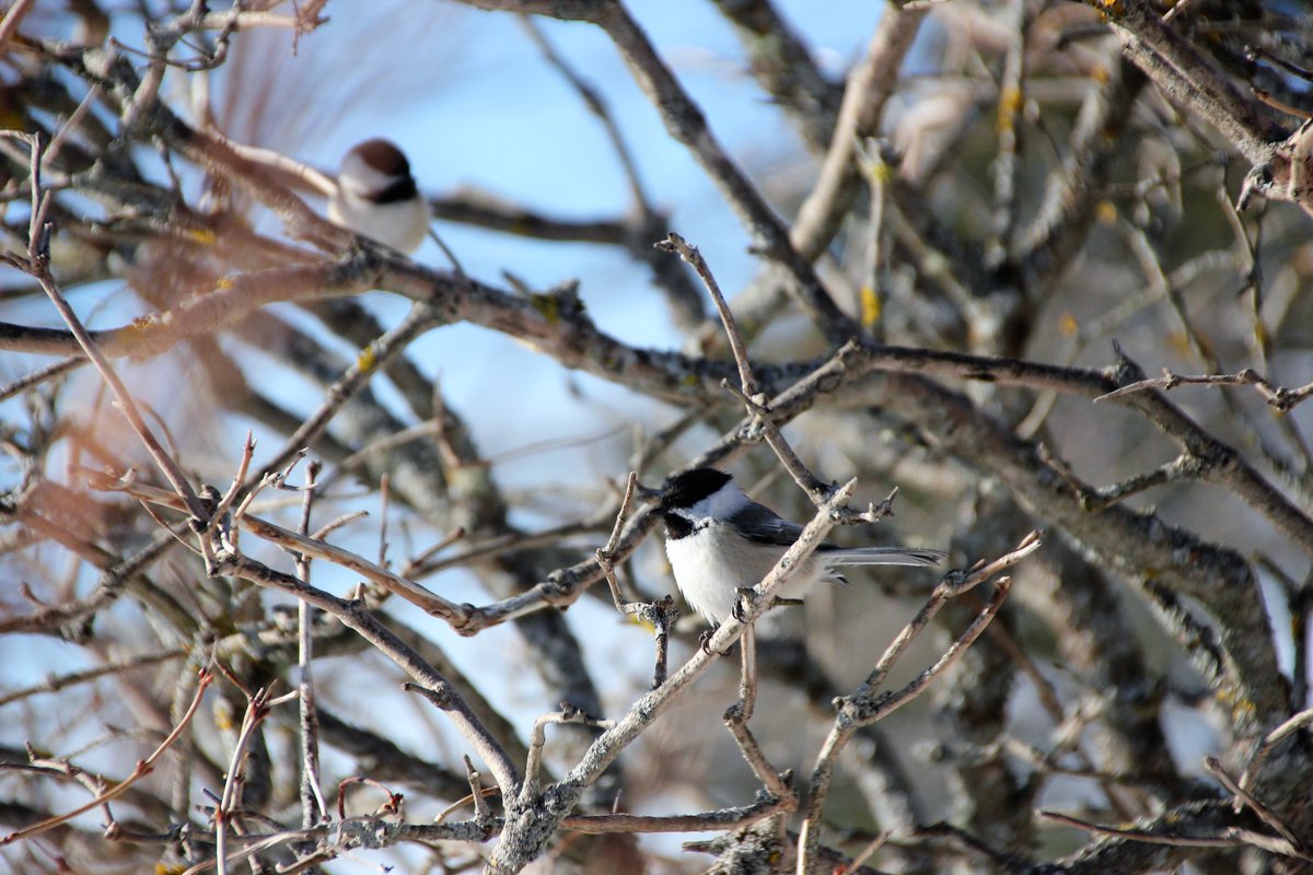 SourisWildlife's tweet photo. Beauties! Thank you to Wanda Bailey for sharing these great photos with us of Black-capped chickadees she spotted near Souris. Lovely wee birds!! β€οΈπ€π€
#Souris #PrinceEdwardIsland #BirdingOnPEI #GetOutdoors #SpringIsHere2023 #SpringtimeBirds https://t.co/CNdYlwkUHJ