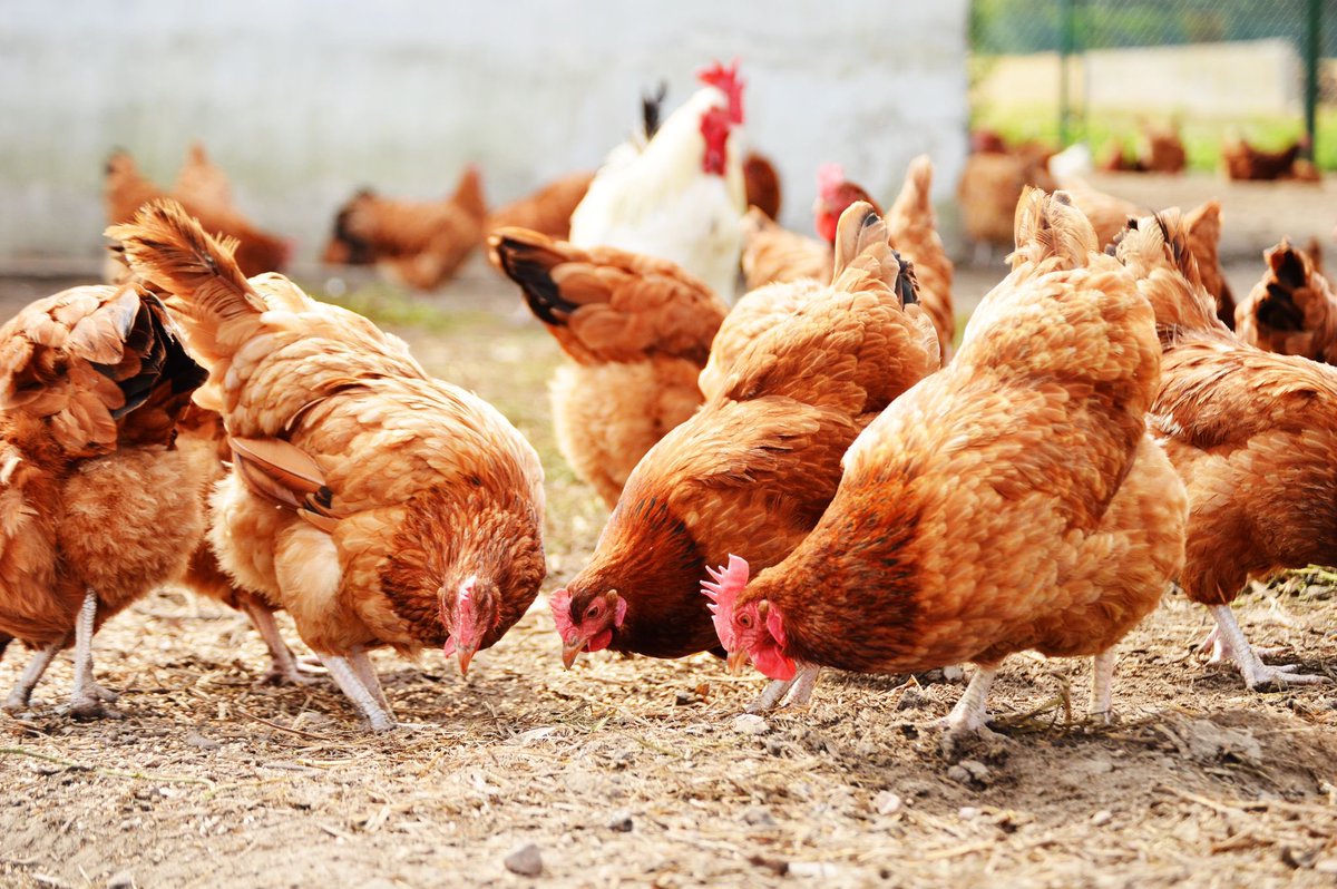 SandraGallina's tweet photo. The ongoing HPAI epidemic in animals is the largest ever observed in Europe.
This morning we had an important exchange of information on #AvianInfluenza with #EUHealthSecurity Committee & Chief Veterinarian Officers on prevention, surveillance & control in animals.
#HealthUnion https://t.co/zZc17CHlfQ