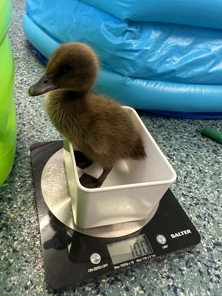 Lab_13Irchester's tweet photo. The ducklings are growing so fast! Three ducklings have already tipped over the 100g on the scales this week 😂🙈 They are so much fun though! https://t.co/4aY3MQNbU9