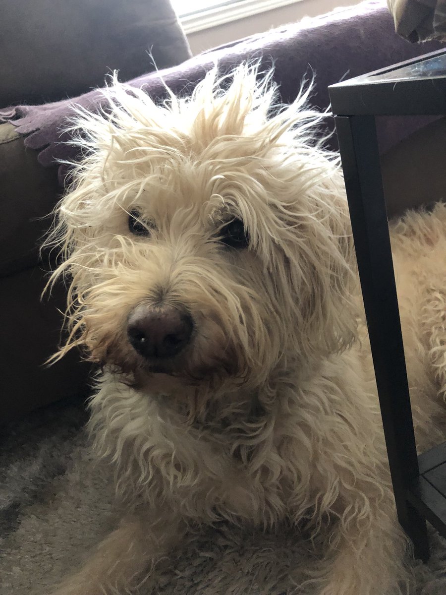 KellyDarbyson's tweet photo. @KosokoJackson I give you category 5 - muppet!! https://t.co/l2MXHwLECm