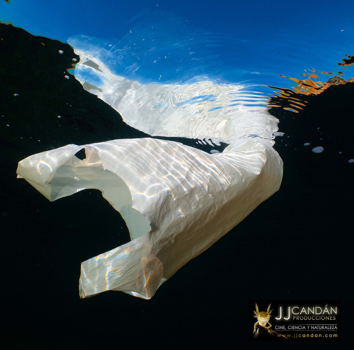 JorgeJCandan's tweet photo. ¿Quién teme a “EL GRAN BLANCO”?
Dicen que el tiburón blanco era el animal mas peligroso del Océano… pero una nueva especie se ha extendido por todos los Océanos del mundo. 
Este es el verdadero terror blanco.
Rías Gallegas/España… o en cualquier otra parte del mundo. ©jjcandan https://t.co/EHKsdUykQ6