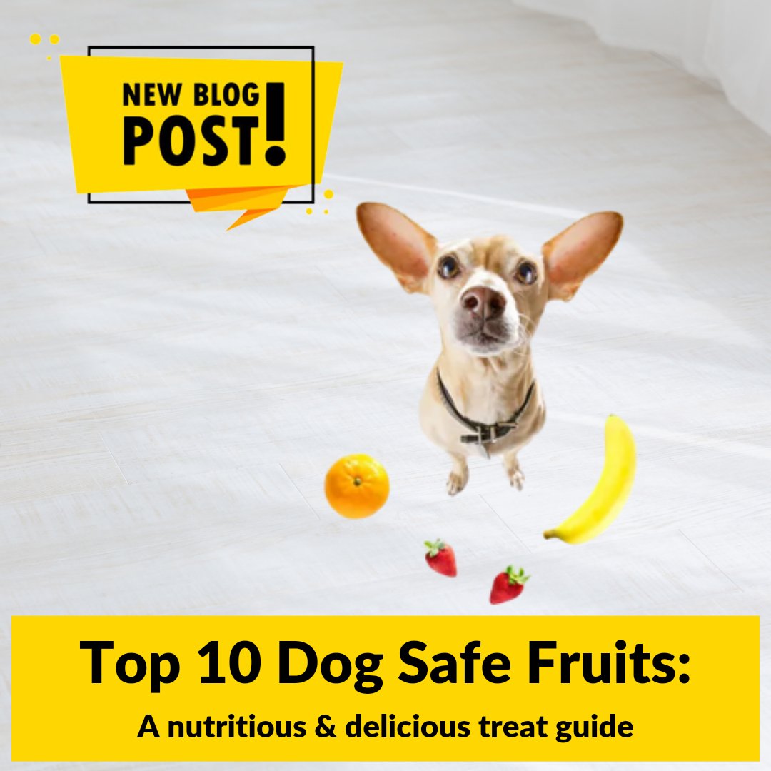 DogEhOfficial's tweet photo. Looking for tasty and healthy treats for your dog?🐾🍎🍇🐶

We've got you covered with our latest blog post: "Top 10 Dog Safe Fruits: A Nutritious and Delicious Treat Guide!" 🍉🍌

https://t.co/G9orxgZy3A

#DogLovers #DogSafeFruits #PetParentTips #DogHealth #DogBlog #DogEh https://t.co/v10TZ49QCo