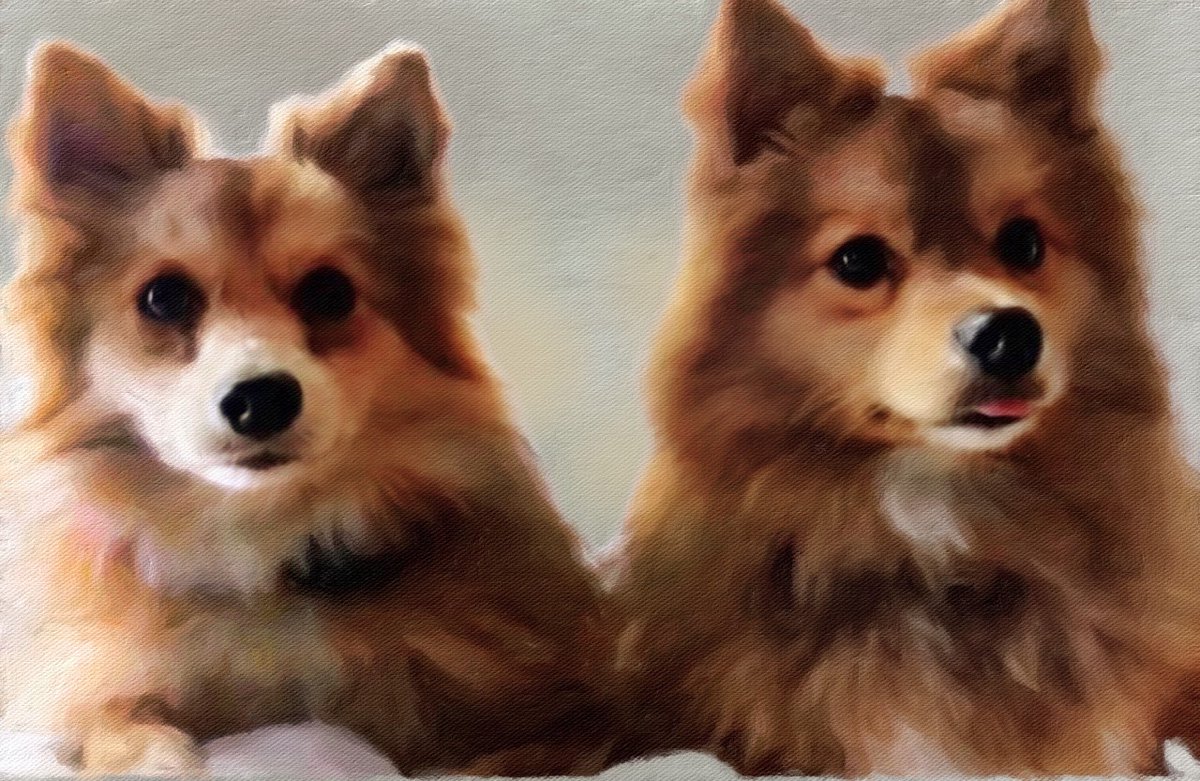 AnimalKindInt tweet picture