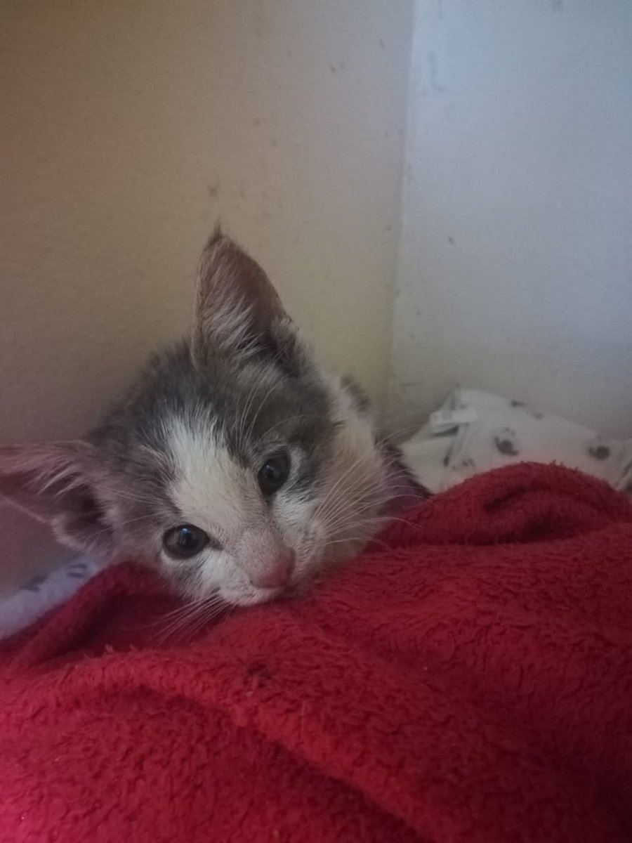 AnimalKindInt tweet picture