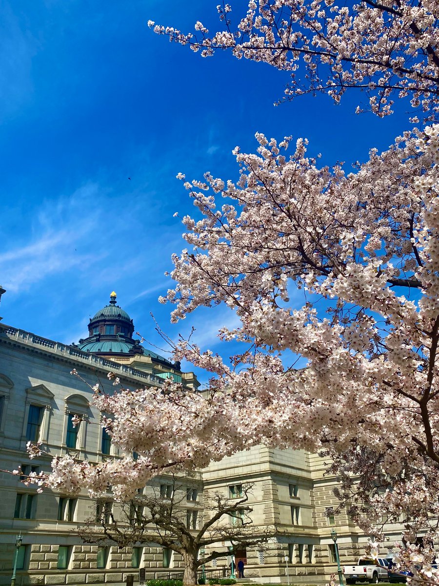 LibnOfCongress's tweet photo. We’ve been on cherry blossom watch here at @librarycongress, waiting for our 100-year-old cherry blossom trees to bloom. It is looking beautiful today.
We are home to two of the original group of 3,020 Yoshino cherry trees given to Washington, DC, in 1912, by the city of Tokyo. https://t.co/9B0y18sGAh