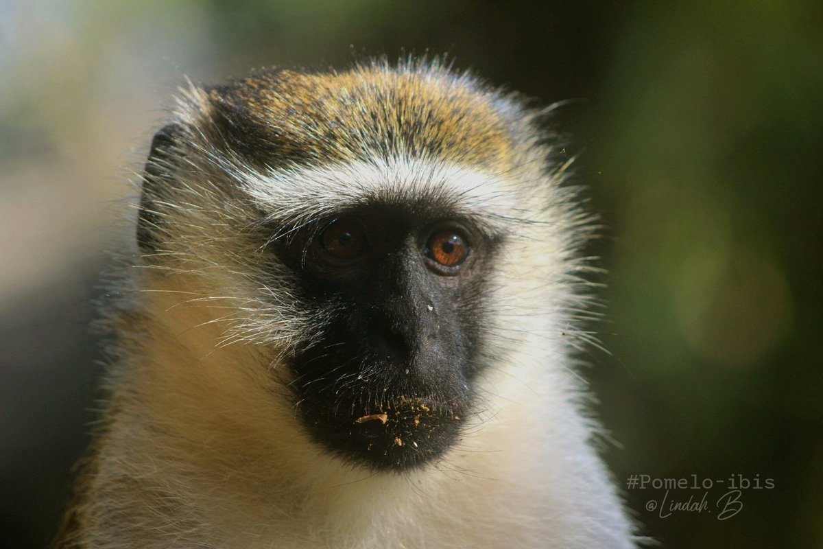 pomelo_ibis's tweet image. I could swear it wasn't me. I haven't touched that food! 

#vervet #monkeyslot #animalsinthewild #pomeloibisadventures #soyouknowug