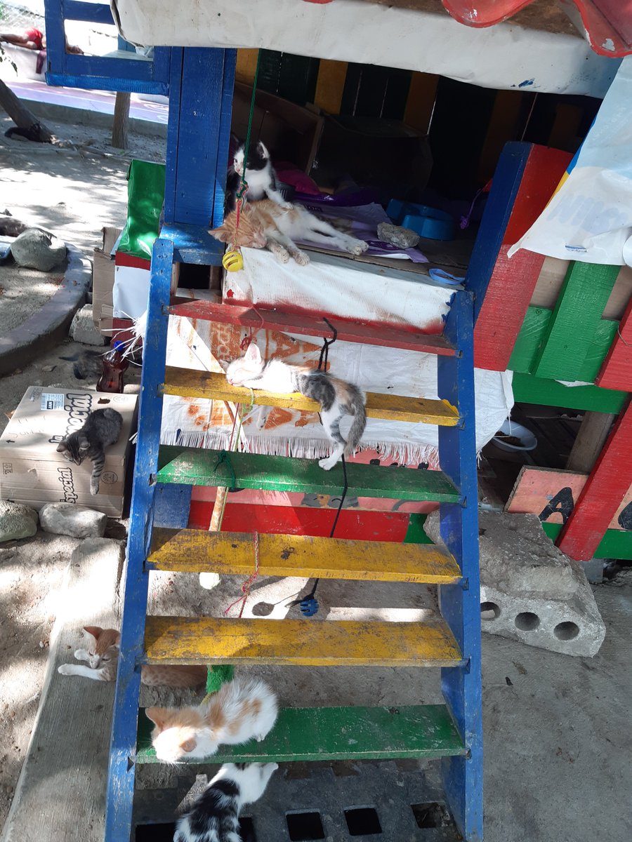 juniorFilmsx3m's tweet photo. así era el refugio de gatos que psicópatas prendieron fuego en #SantaMarta .cada ves que podía pasar cerca de ellos les dejaba su concentrado. https://t.co/OuNMC8drmg
