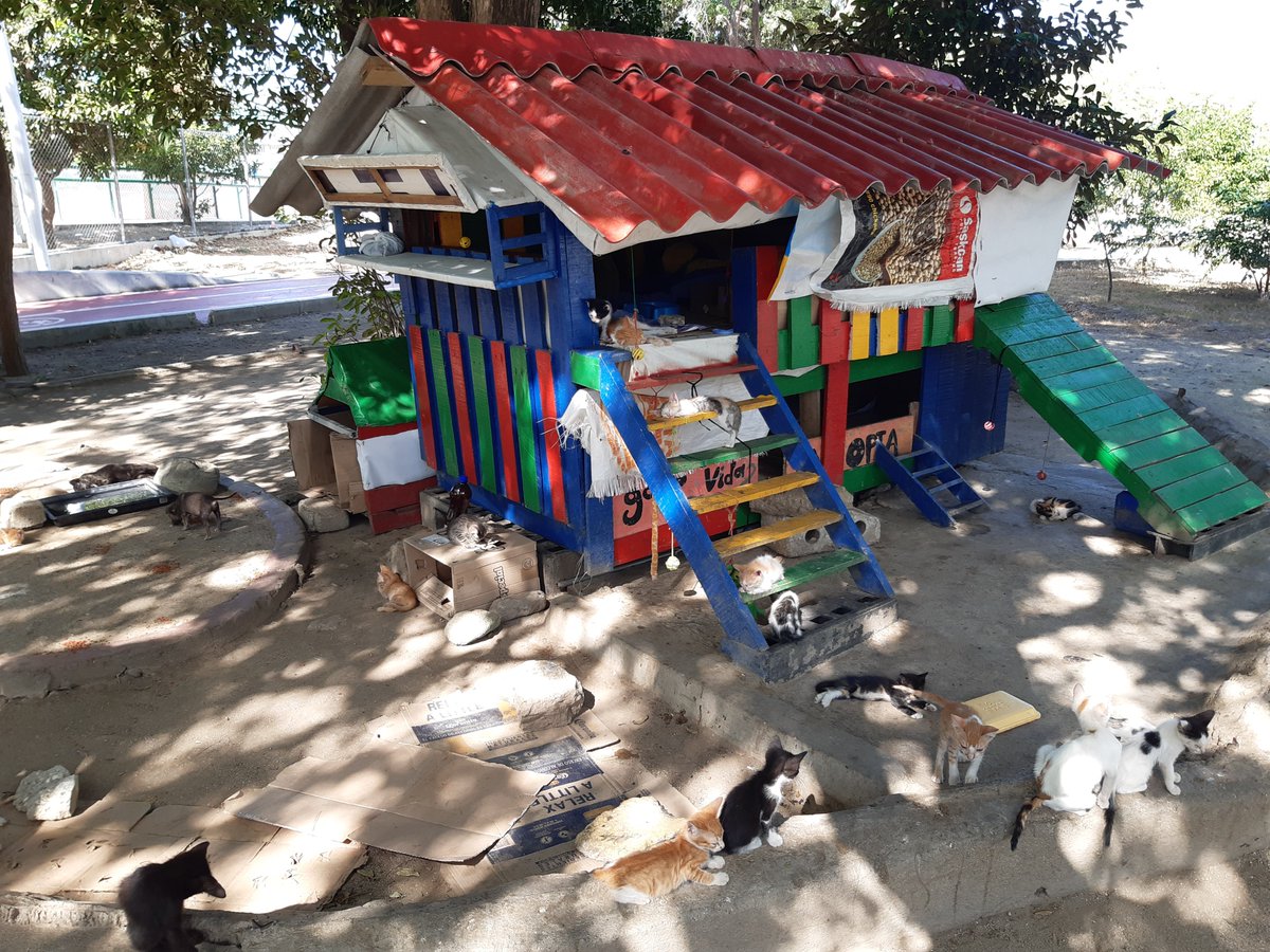 juniorFilmsx3m's tweet photo. así era el refugio de gatos que psicópatas prendieron fuego en #SantaMarta .cada ves que podía pasar cerca de ellos les dejaba su concentrado. https://t.co/OuNMC8drmg