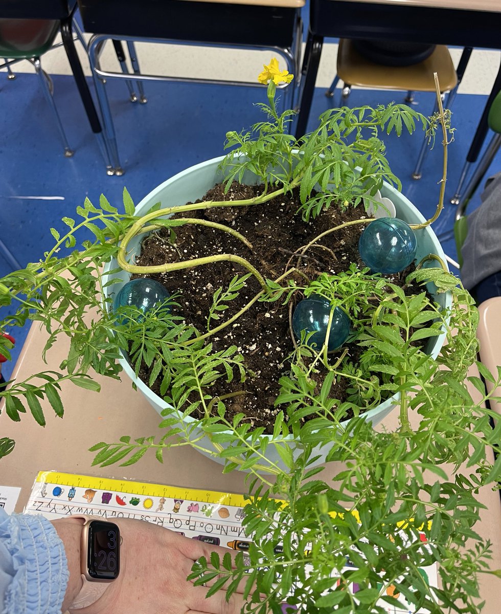 Not your average marigold. 💙💛
<a href="/StewElementary/">Stewartstown Elementary</a> #stewshines #beamarigold