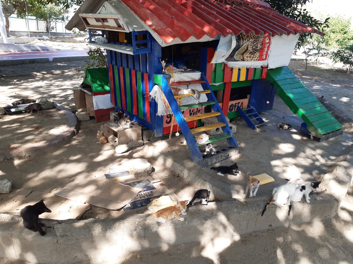 juniorFilmsx3m's tweet photo. @MirandaBogota @FiscaliaCol @VirnaJohnson Así era el refugio de gatos que psicópatas prendieron fuego, deben encontrar el o los culpables de este macabro suceso en #SantaMarta https://t.co/mYMfUqjaz8