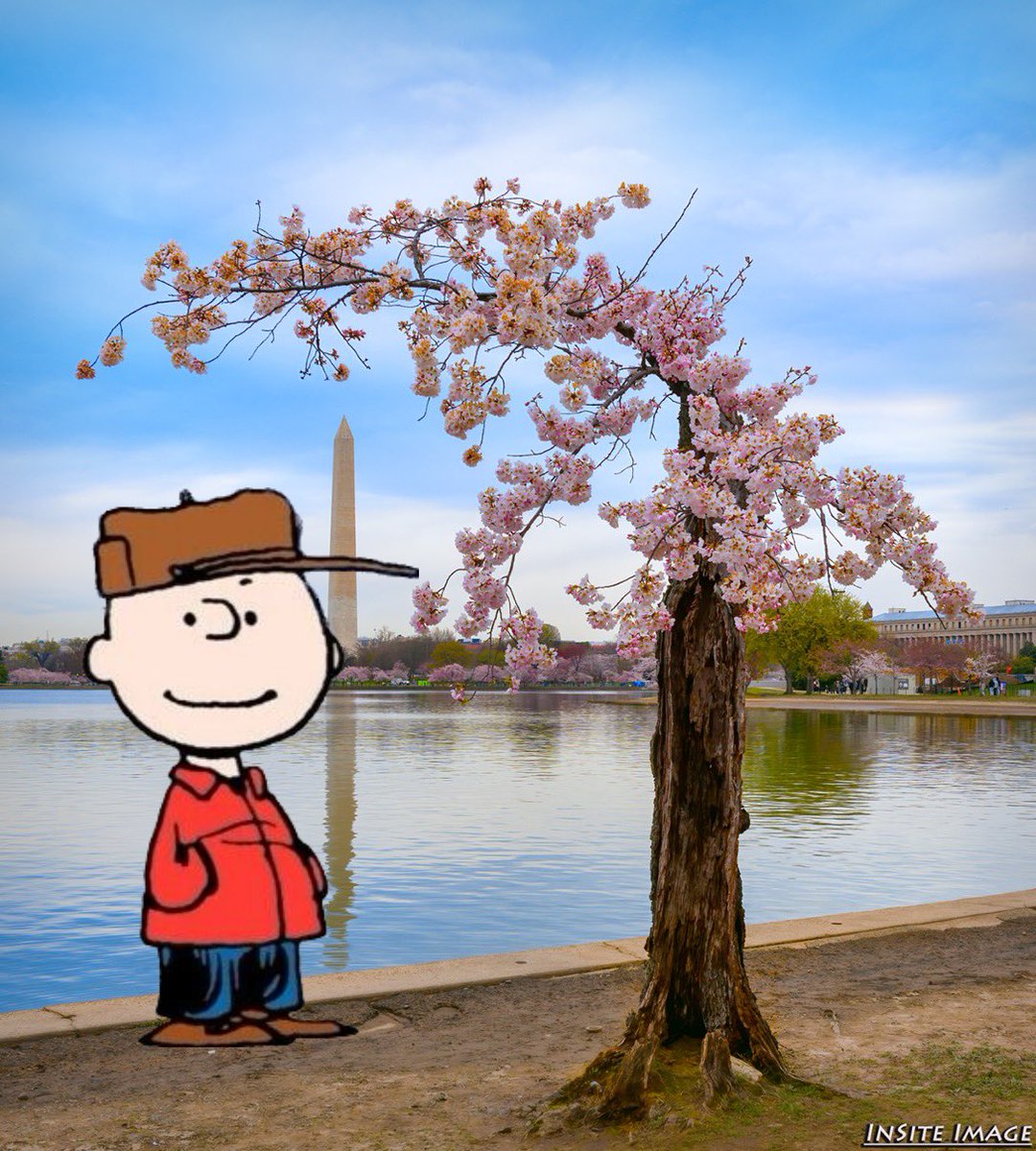 Conthescene's tweet photo. Merry cherry blossom season, Charlie Brown! 🌸🌸🌸 https://t.co/s8HPwIibtr