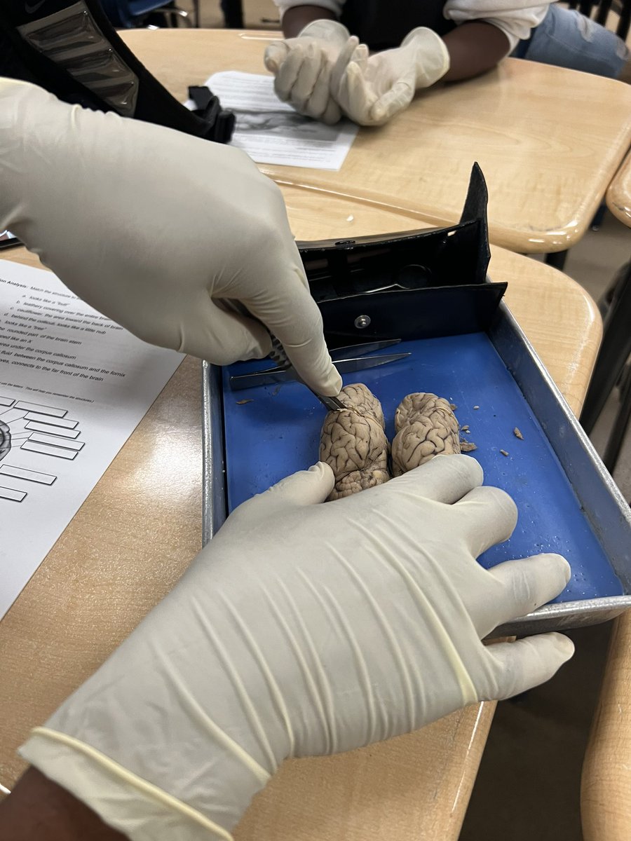 AshleySimp1023's tweet photo. SHEEP BRAIN DISSECTION DAY! @HilarieBlum @mmfraine @cte_mainland @Mainlandhigh @VolusiaCTE https://t.co/TxQV2Mi8jC