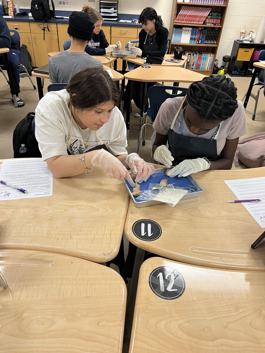 SHEEP BRAIN DISSECTION DAY! <a href="/HilarieBlum/">Hilarie Blum</a> <a href="/mmfraine/">Missy Fraine</a> <a href="/cte_mainland/">Mainland CTE</a> <a href="/Mainlandhigh/">Mainland High School</a> @VolusiaCTE