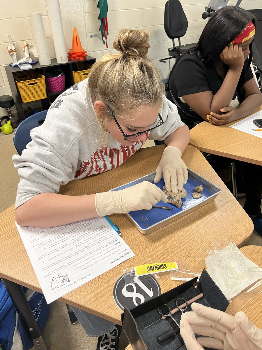 AshleySimp1023's tweet photo. SHEEP BRAIN DISSECTION DAY! @HilarieBlum @mmfraine @cte_mainland @Mainlandhigh @VolusiaCTE https://t.co/TxQV2Mi8jC