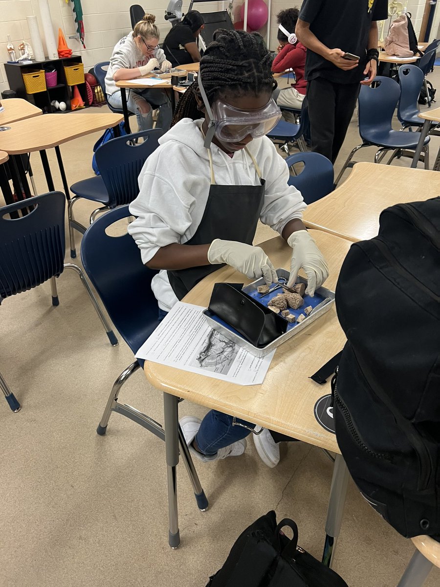 AshleySimp1023's tweet photo. SHEEP BRAIN DISSECTION DAY! @HilarieBlum @mmfraine @cte_mainland @Mainlandhigh @VolusiaCTE https://t.co/TxQV2Mi8jC